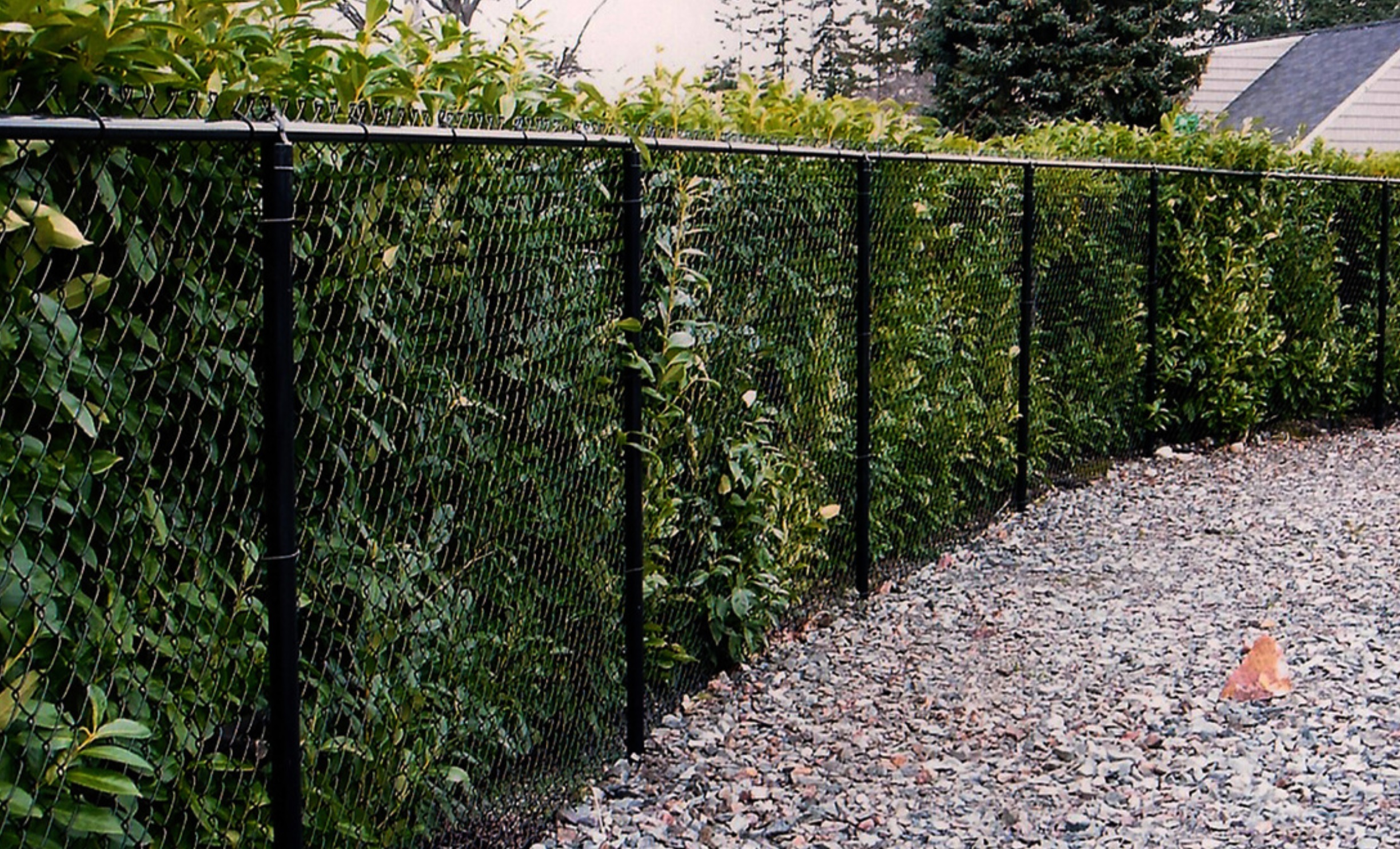 Огородить участок сеткой. Красивый забор из рабицы. Красивая сетка для забора. Красивый забор из сетки рабица. Красивый забор из сетк.